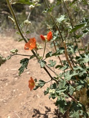 Sphaeralcea grossulariifolia