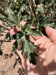 Sphaeralcea grossulariifolia
