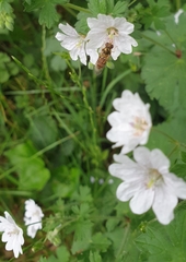 Geranium versicolor