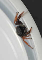 Metacyrba taeniola similis