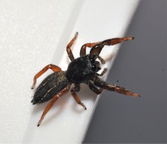 Metacyrba taeniola similis