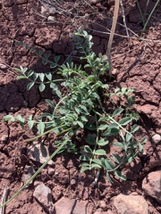 Astragalus ampullarioides