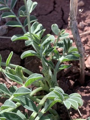 Astragalus ampullarioides