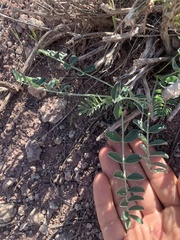 Astragalus ampullarioides