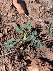 Astragalus ampullarioides