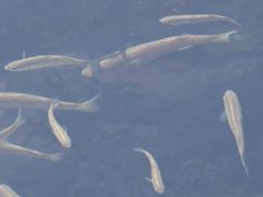 Aldrichetta forsteri