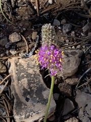 Dalea searlsiae