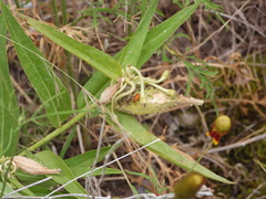 Oncopeltus fasciatus