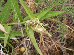 Oncopeltus fasciatus