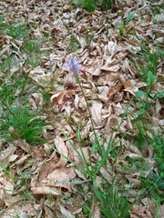 Phyteuma betonicifolium