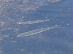 Aldrichetta forsteri