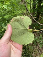 Vitis cinerea baileyana