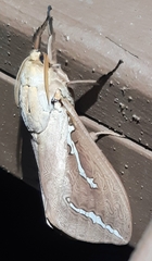 Abantiades argyrosticha