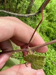 Vitis cinerea baileyana
