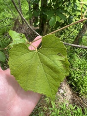 Vitis cinerea baileyana