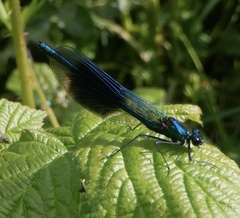 Calopteryx splendens