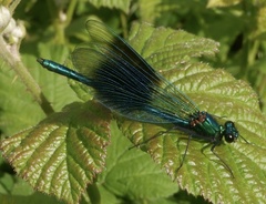 Calopteryx splendens
