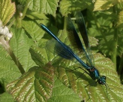 Calopteryx splendens