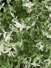 Salix integra