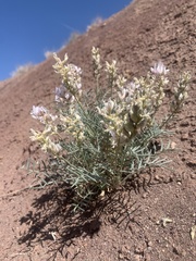 Astragalus flavus higginsii