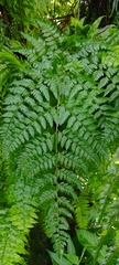 Davallia solida