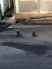 Columba livia domestica