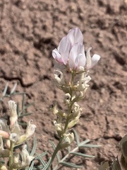 Astragalus flavus higginsii