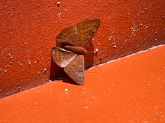 Emesis mandana