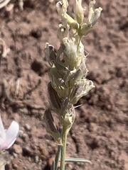 Astragalus flavus higginsii
