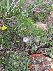 Polemoniaceae