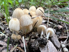 Coprinellus