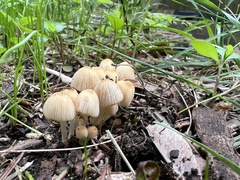 Coprinellus