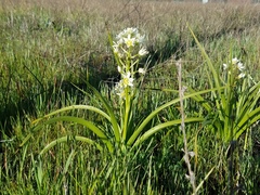 Toxicoscordion venenosum