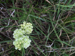 Asclepias stenophylla