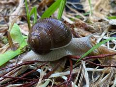 Helix pomatia