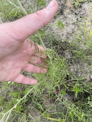 Hymenopappus carrizoanus