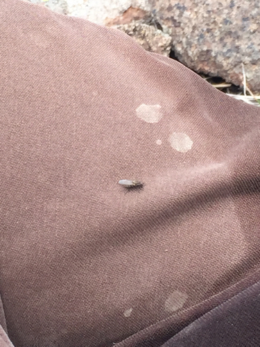 Anthomyiidae