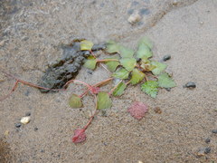 Trapa natans bispinosa