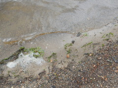 Trapa natans bispinosa