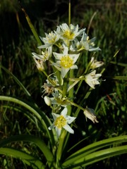 Toxicoscordion venenosum