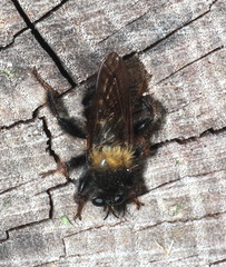Laphria ephippium