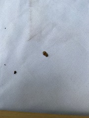 Pseudocneorhinus obesus