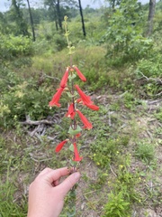 Penstemon murrayanus