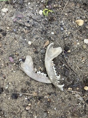 Didelphis virginiana