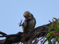 Agropsar philippensis