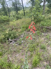 Penstemon murrayanus