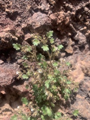 Phacelia rotundifolia