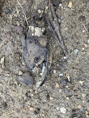 Didelphis virginiana