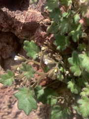 Phacelia rotundifolia