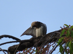 Agropsar philippensis